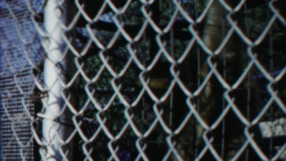 A final 1958 home-movie frame shows the monkey partly obscured by fencing, a white post, and leafy shadows.