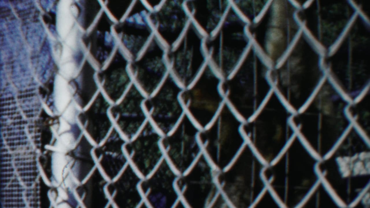 Chain-link fence in front of a dim rocky animal enclosure.