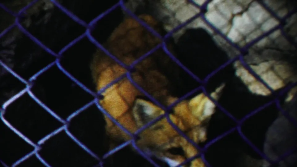 A small brown deer appears behind chain-link fencing in a shaded rocky enclosure in the 1958 Kansas home-movie footage.