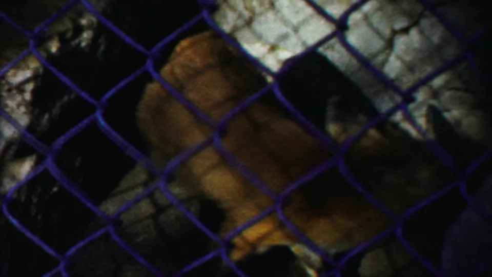 The small deer moves along the rocky enclosure, seen through purple-blue chain-link fence in faded 8mm color.