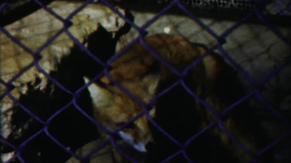A small deer stands or lowers its head near pale rocks behind chain-link fencing in the 1958 Cheyenne County footage.