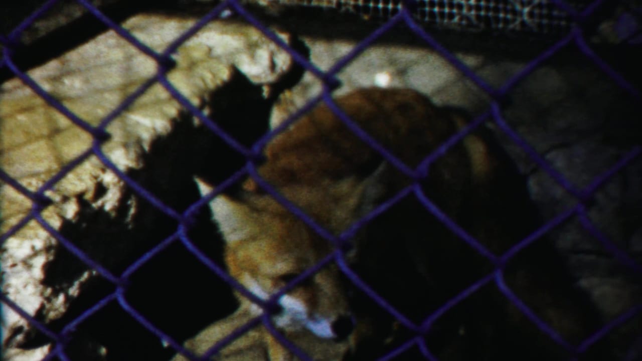 Raccoon-like animal behind chain-link fencing in a dark zoo enclosure.