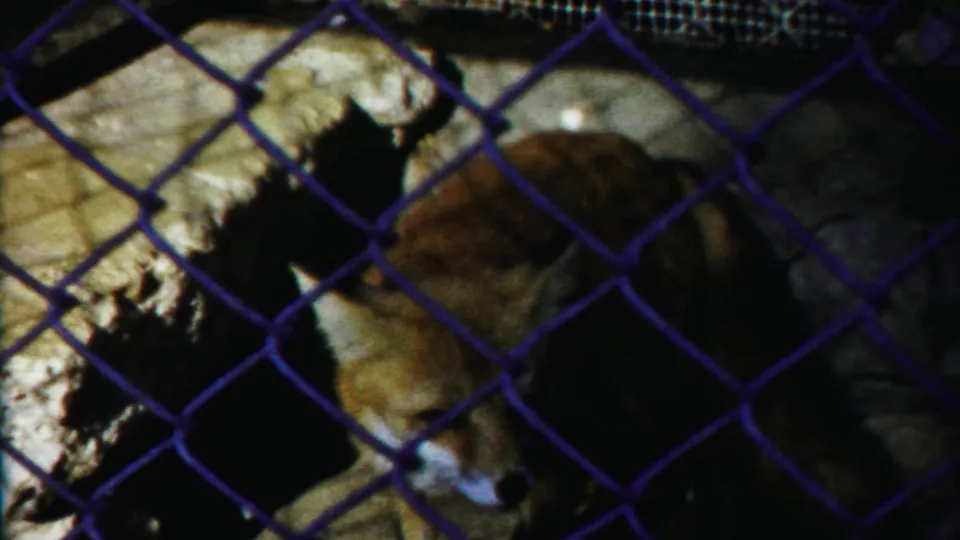 1958 Cheyenne County 8mm frame showing a raccoon-like animal partly hidden behind chain-link fencing in a shaded enclosure.