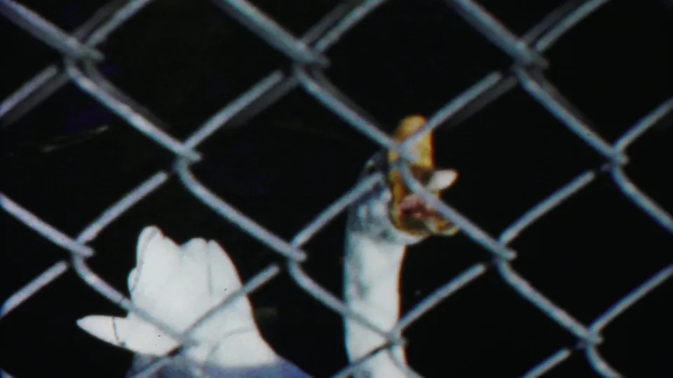 1958 Cheyenne County 8mm frame with a white duck near chain-link fencing and darker birds or enclosure shadows behind it.