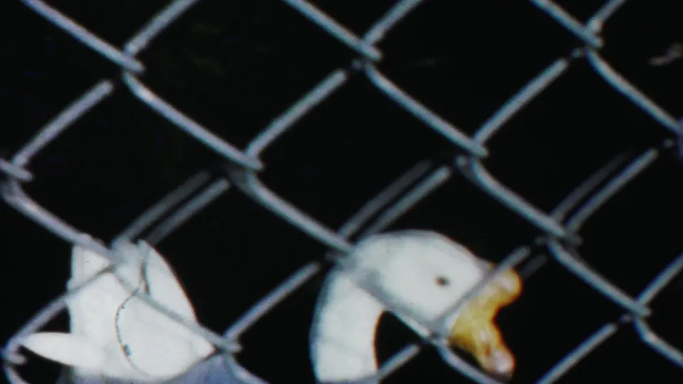 1958 Cheyenne County 8mm frame showing two white ducks behind a chain-link fence, with one duck's yellow bill open.