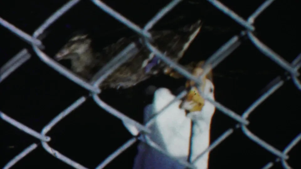 1958 Cheyenne County 8mm frame showing a white duck near the fence with a darker bird shape behind it in the enclosure.