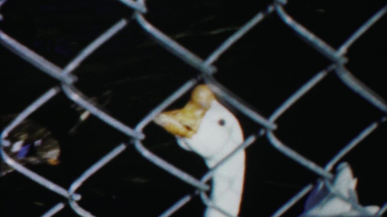 White duck with yellow beak behind chain-link fence in a dark enclosure.