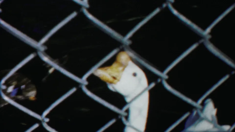 1958 Cheyenne County, Kansas 8mm frame of a white duck partly obscured by chain-link fencing in low light.
