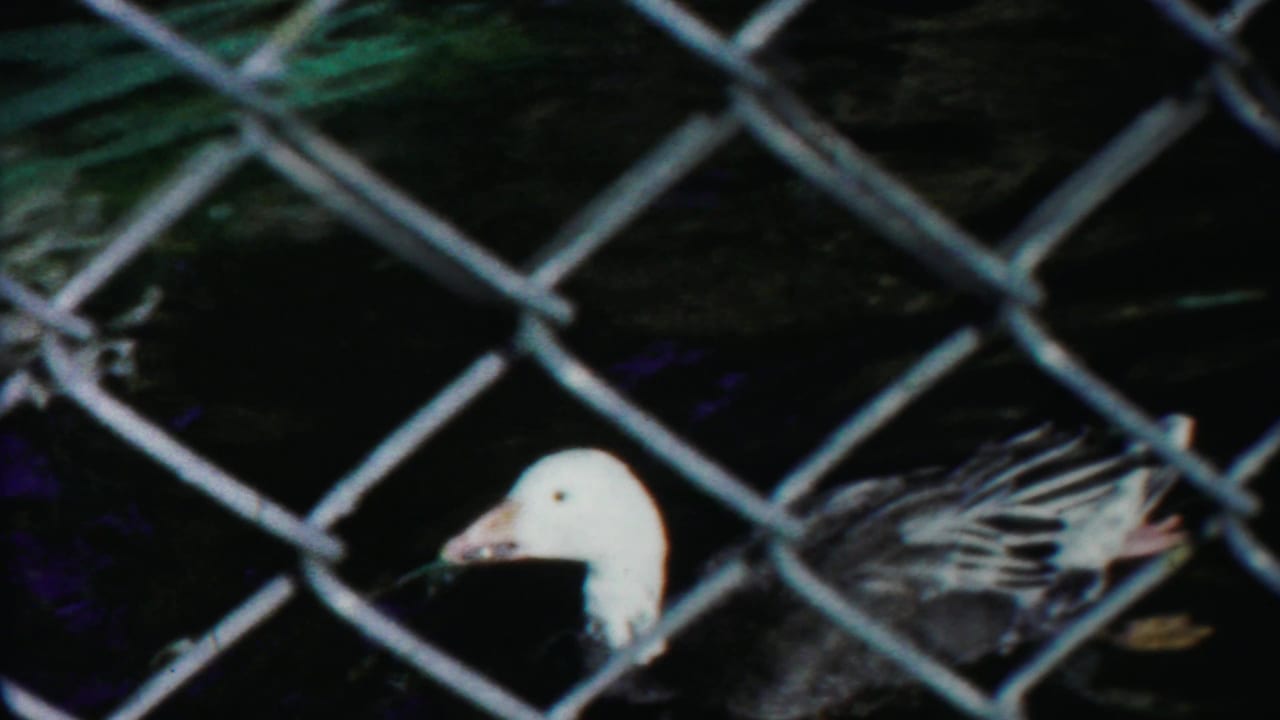 Several ducks are seen behind chain-link fencing against a dark background.