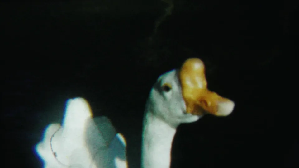 1958 Cheyenne County, Kansas frame of a white duck turning sideways, its yellow beak bright against the dim 8mm background.