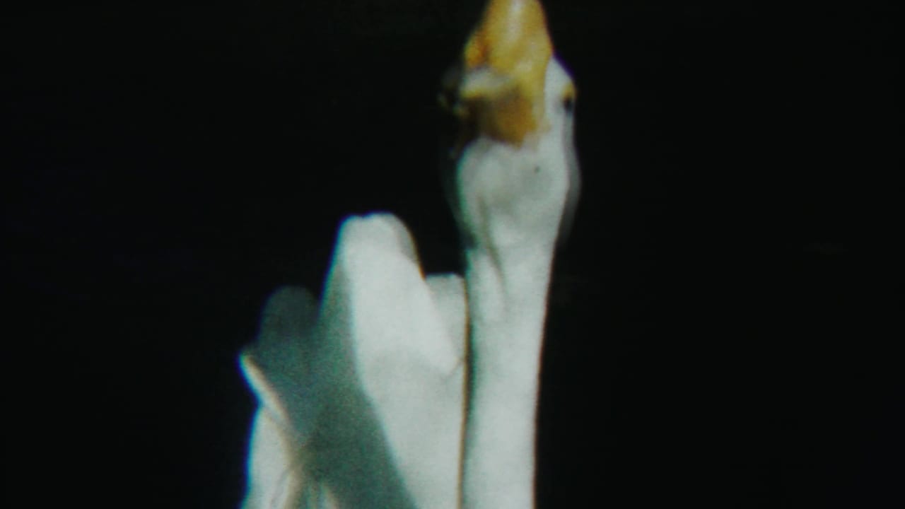 White goose in close-up against a dark background, bill pointed upward.
