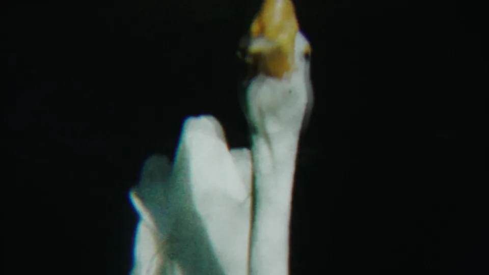 Close 1958 Kansas 8mm view of a white goose with a yellow-orange bill lit against darkness.