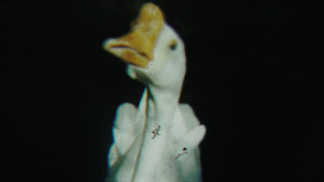White goose in profile with its bill open or tilted upward in darkness.