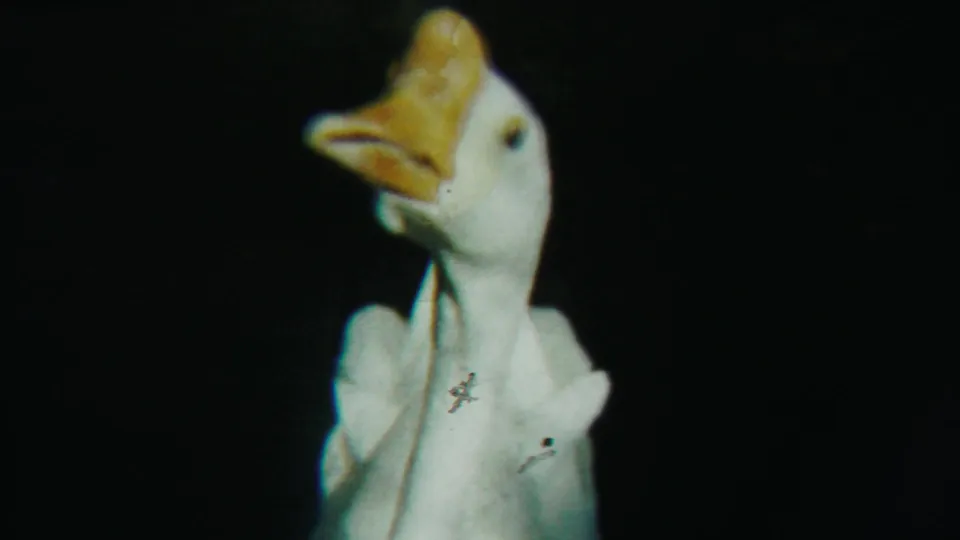 White goose seen at night in Cheyenne County, Kansas, its bill and head lit in a close 8mm frame.
