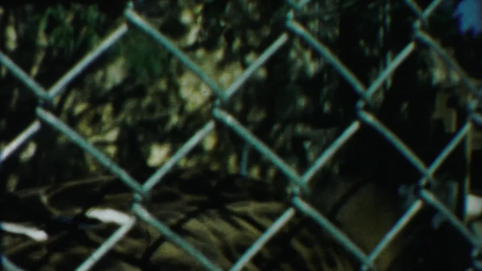 Final 1958 Kansas frame shows a chain-link fence and dark vegetation, with the goose partly visible near the lower edge.