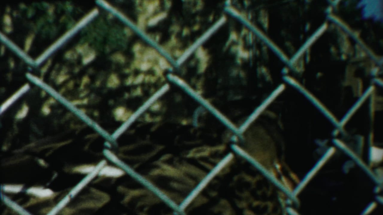 Duck partly obscured behind a chain-link fence in a shaded outdoor enclosure.