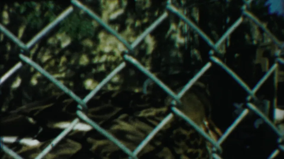 A duck stands behind chain-link fencing in 1958 Cheyenne County, Kansas home-movie footage, with mottled feathers partly hidden by the fence.