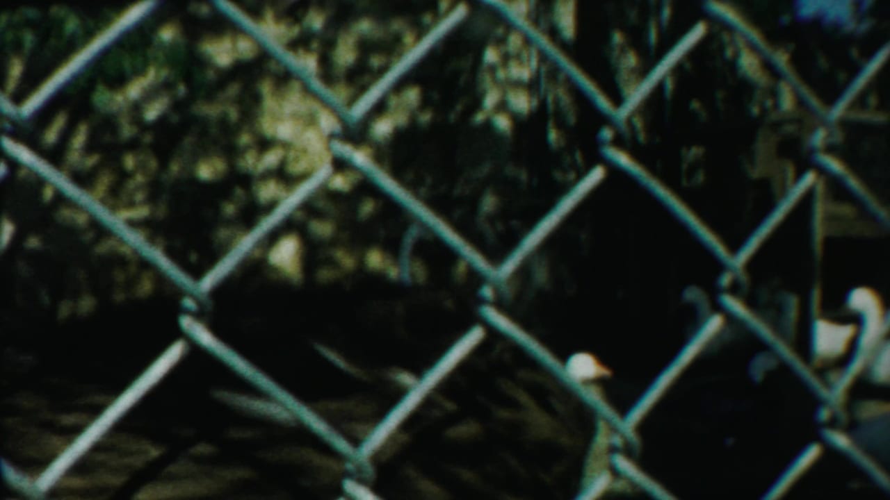 Close view of chain-link fencing with the duck darkened in the background.