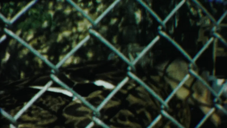 A closer 8mm view shows the duck’s mottled body behind blue-green chain-link fencing in the outdoor enclosure.