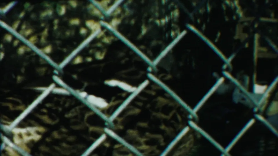 The duck remains behind the fence at the end of the 1958 Kansas clip, with white feather patches visible through the chain links.