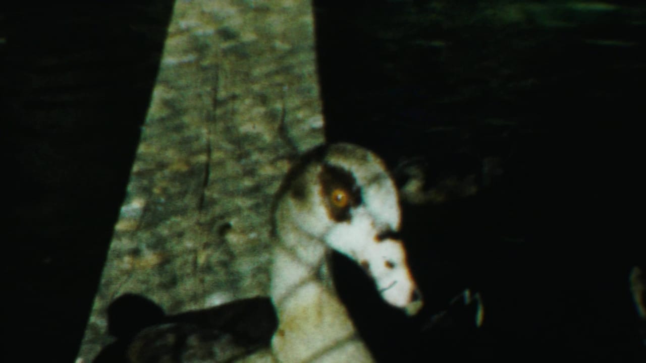 Duck beside a concrete pond edge, partly shadowed, with dark water behind it.