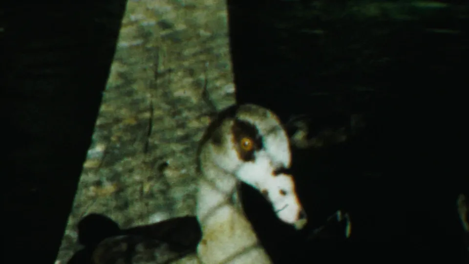1958 8mm frame from Cheyenne County, Kansas, showing a pale-headed duck near a concrete pond edge in dim light.