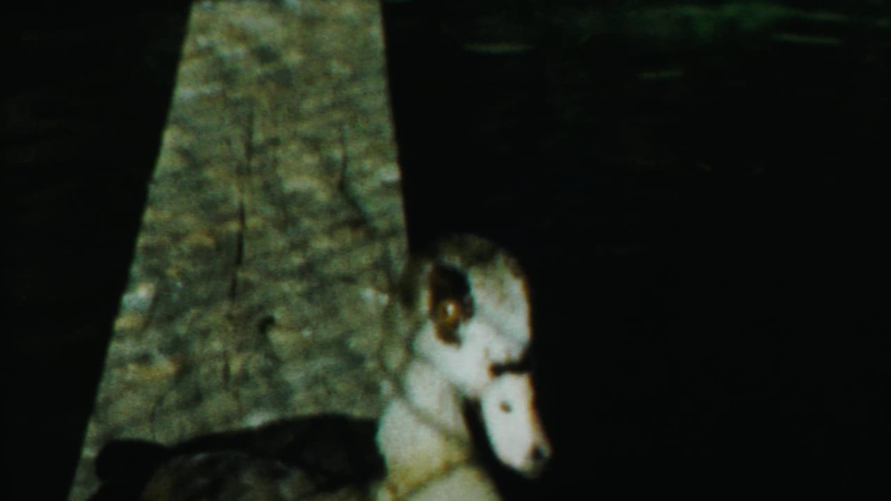Duck with a pale head and dark body near a concrete edge in low light.