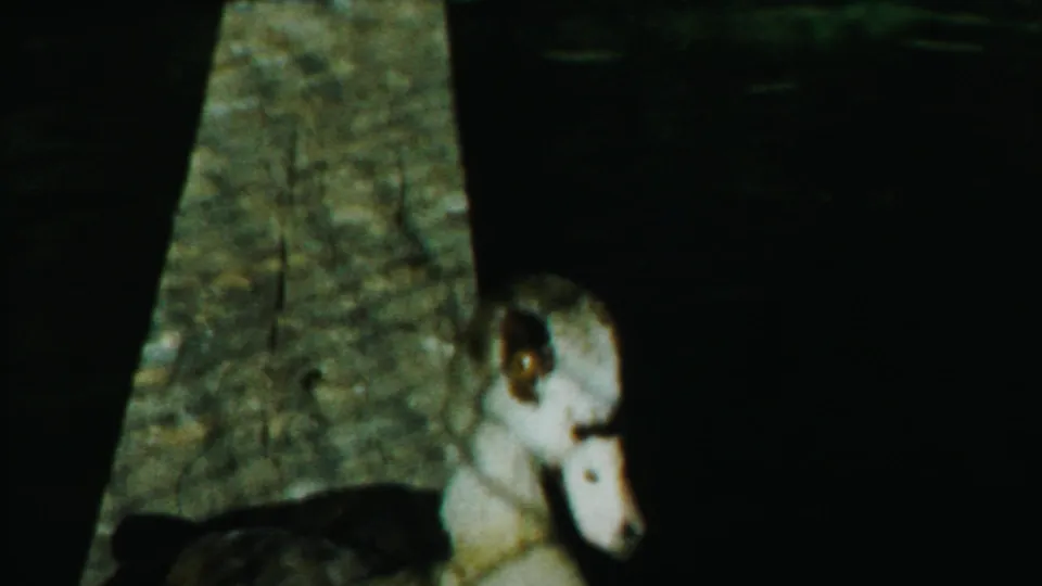 A duck appears near the concrete side of a pond, its pale head and dark body softened by grainy 8mm exposure.