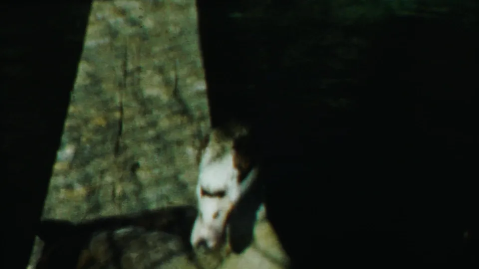 The duck is partly framed at the bottom of the shot, with concrete edges and heavy shadow dominating the 8mm frame.