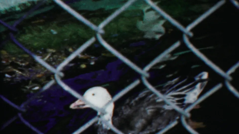 A pale-headed duck with a dark body swims behind a chain-link fence in a concrete pond, filmed on 8mm in Kansas in 1958.