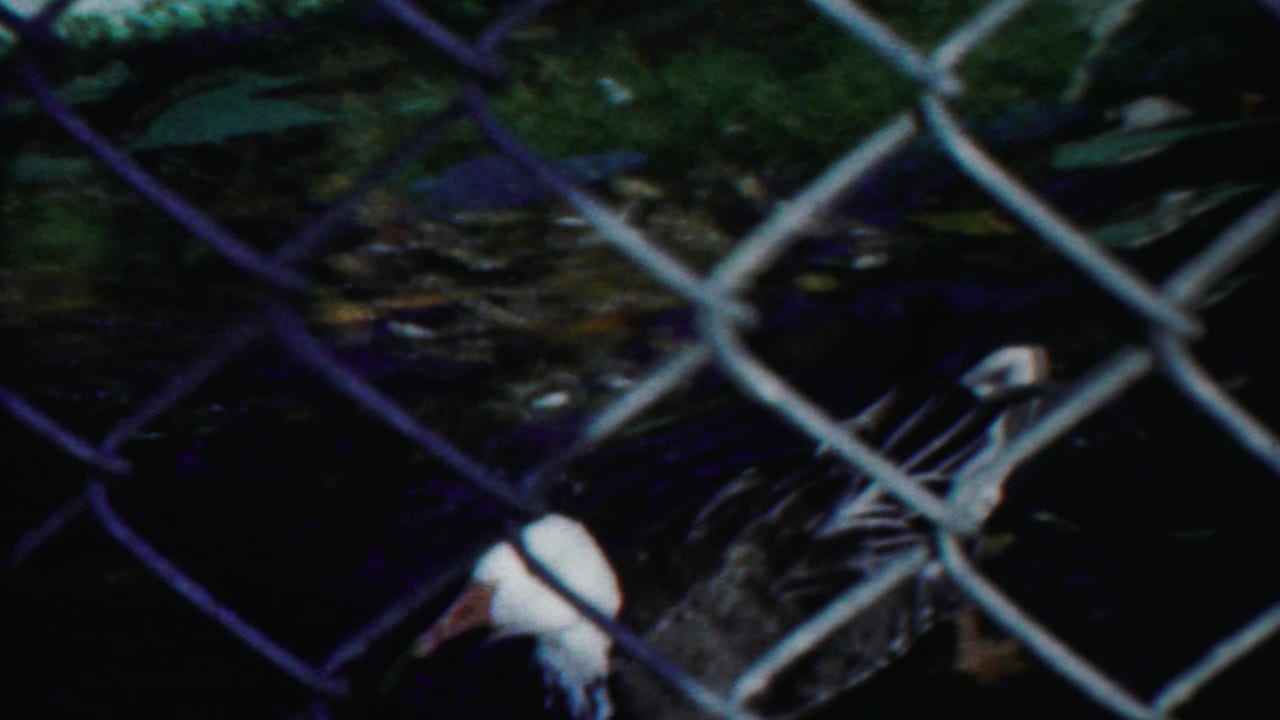 Waterfowl behind a chain-link fence near dark pond water.