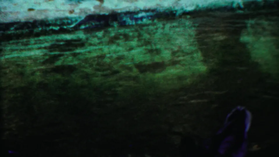 Green-tinted pond water fills the frame, with a dark waterfowl shape low in the shot and the enclosure edge above.
