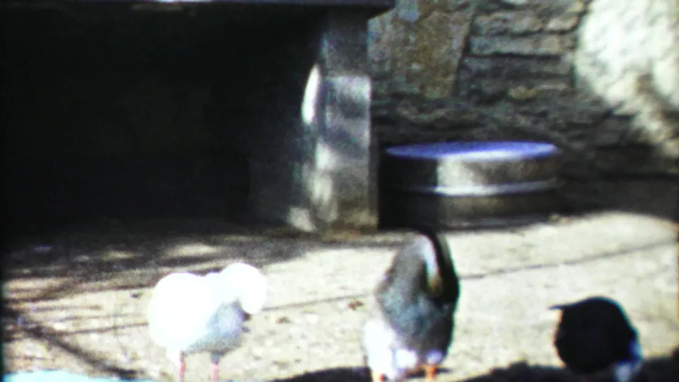 Several ducks or waterfowl stand on concrete beside a stone wall and metal pan in the 1958 Kansas zoo enclosure.
