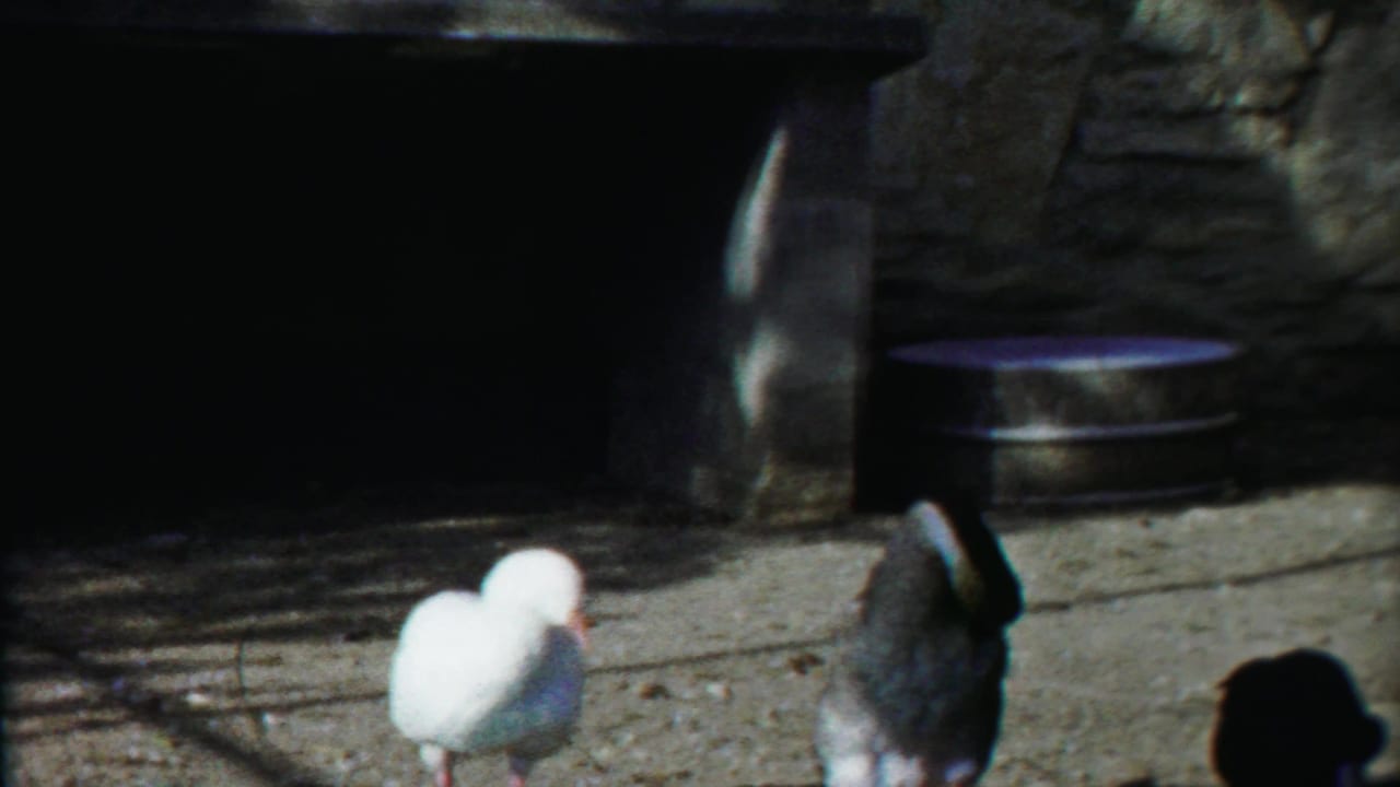 In 1958 Kansas home-movie footage, a white duck preens beside a darker duck on concrete near a shaded stone structure.