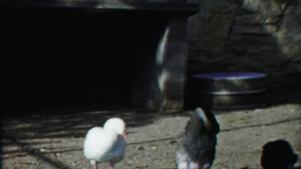 In 1958 Kansas home-movie footage, a white duck preens beside a darker duck on concrete near a shaded stone structure.