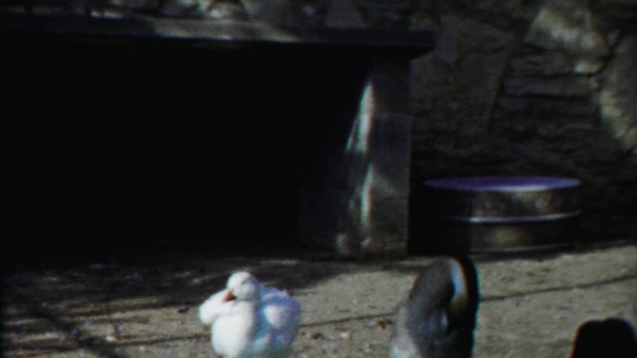 White duck preening while a darker duck stands near the enclosure wall.