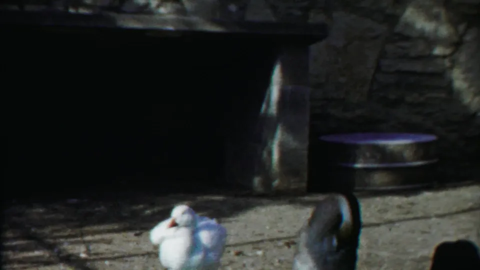 A white duck preens in a concrete enclosure as a darker duck stands nearby, with stonework and a metal tub in shade.