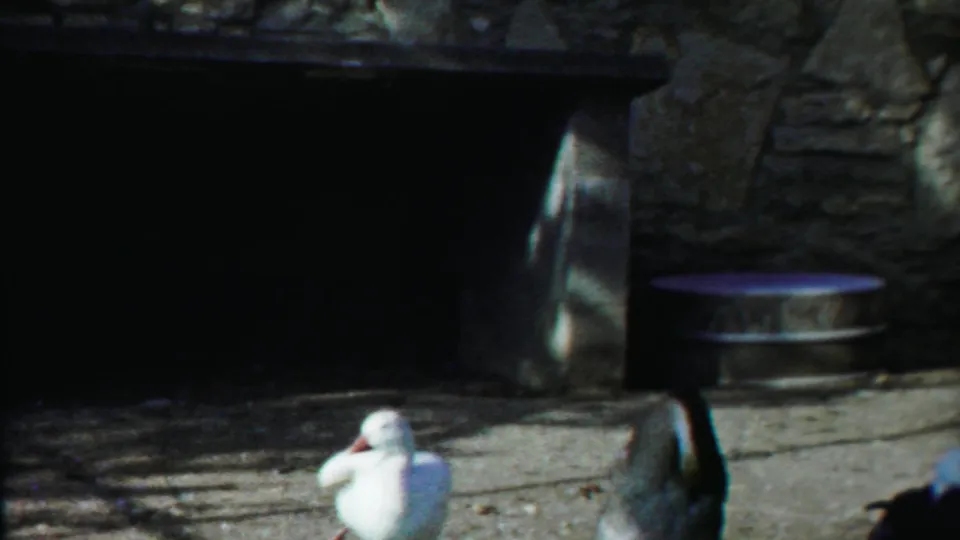 The ducks stay close to the shaded stone enclosure, with the white duck low to the ground and a dark duck nearby.