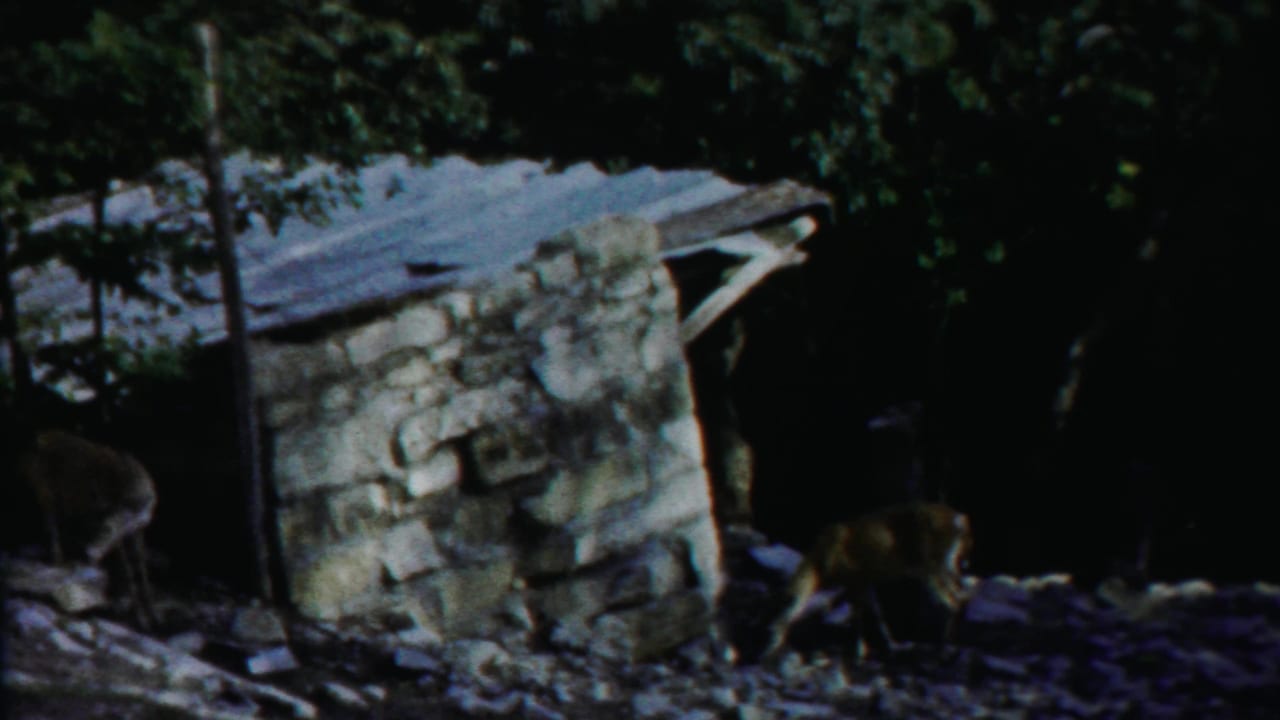 Small stone hut in woods with two deer nearby on rocky ground.