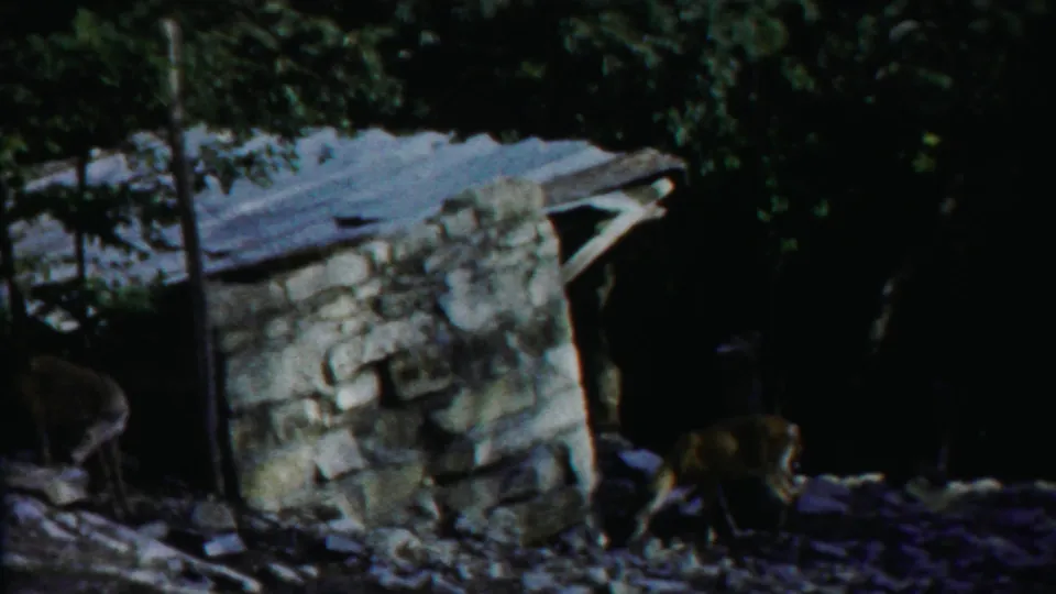 1958 8mm frame from Cheyenne County, Kansas showing two deer near a small stone hut with a corrugated roof under dense trees.
