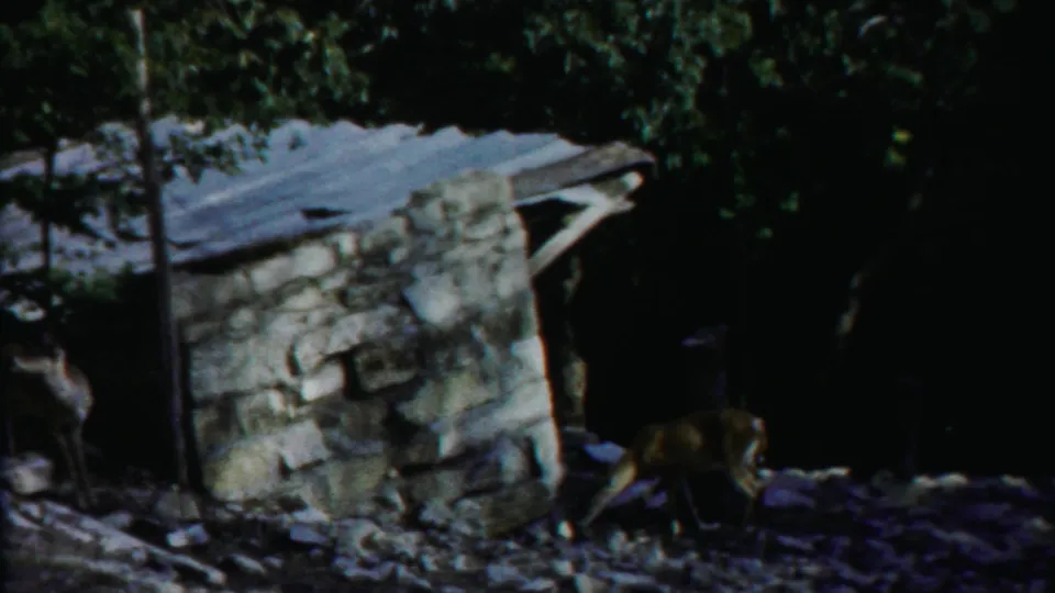 1958 8mm frame from Cheyenne County, Kansas showing a stone hut with corrugated roof and deer partly visible along the shaded forest edge.