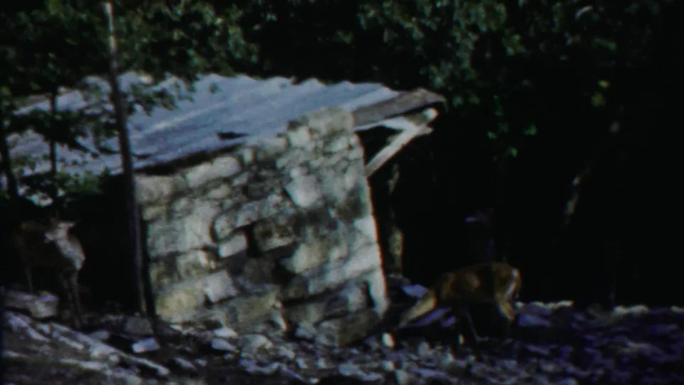 1958 8mm frame from Cheyenne County, Kansas showing two deer grazing beside a rustic stone hut on rocky ground beneath trees.