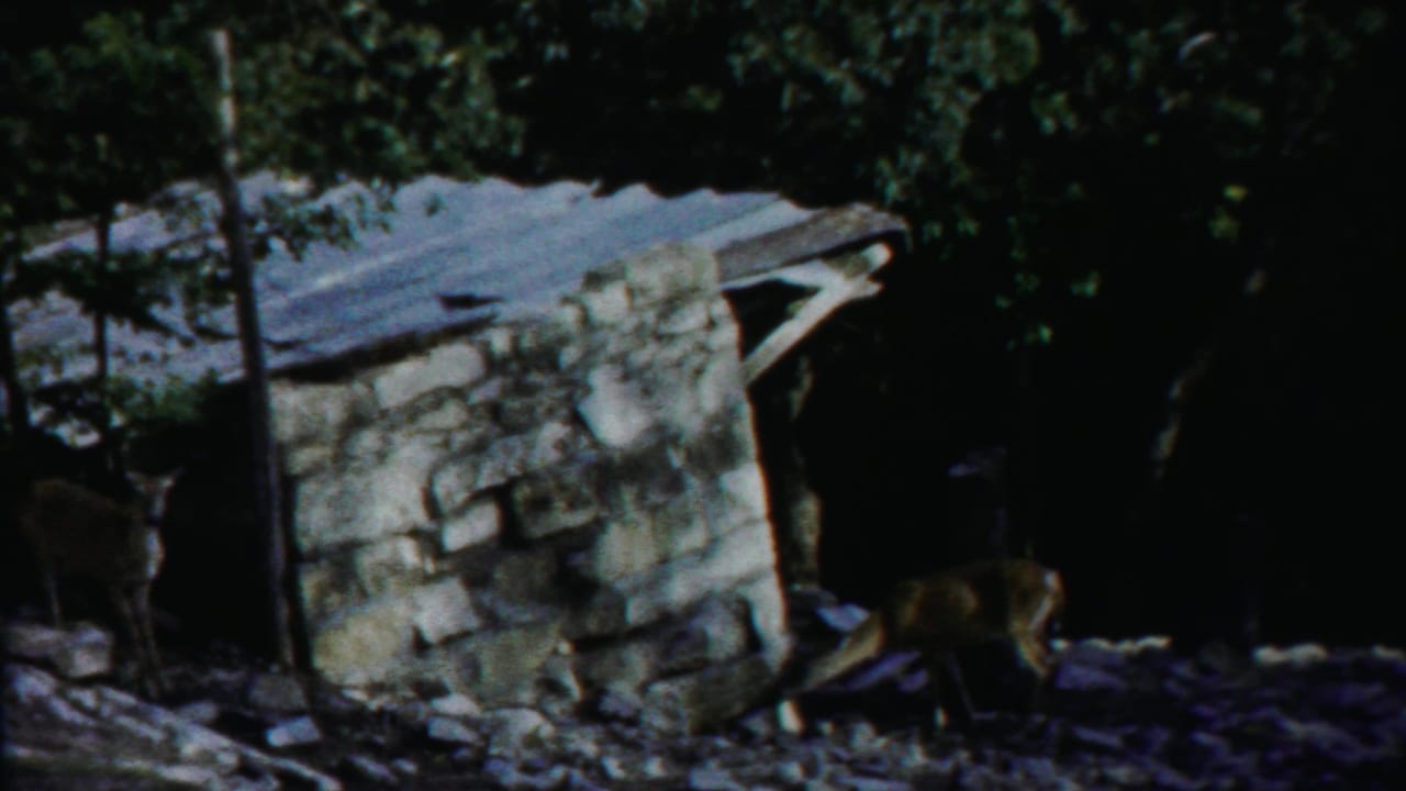 Weathered stone structure beside trees with a dark animal-like shape near the path.
