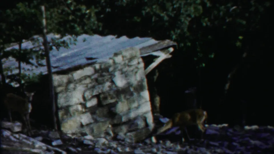 1958 rural Kansas home-movie frame showing a weathered stone structure, dense trees, and a dark animal-like shape near a rough path.