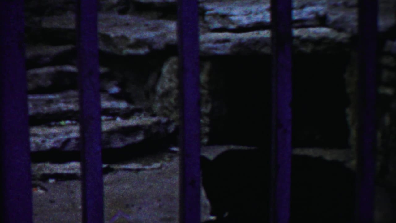 1958 Kansas 8mm frame showing a deer seated behind purple zoo bars near rough stonework and a dark enclosure opening.