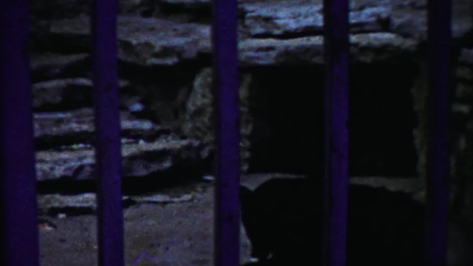 1958 Kansas 8mm frame showing a deer seated behind purple zoo bars near rough stonework and a dark enclosure opening.
