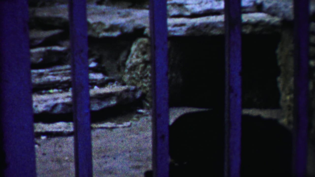 Close view through purple bars toward stone wall and dark enclosure interior.