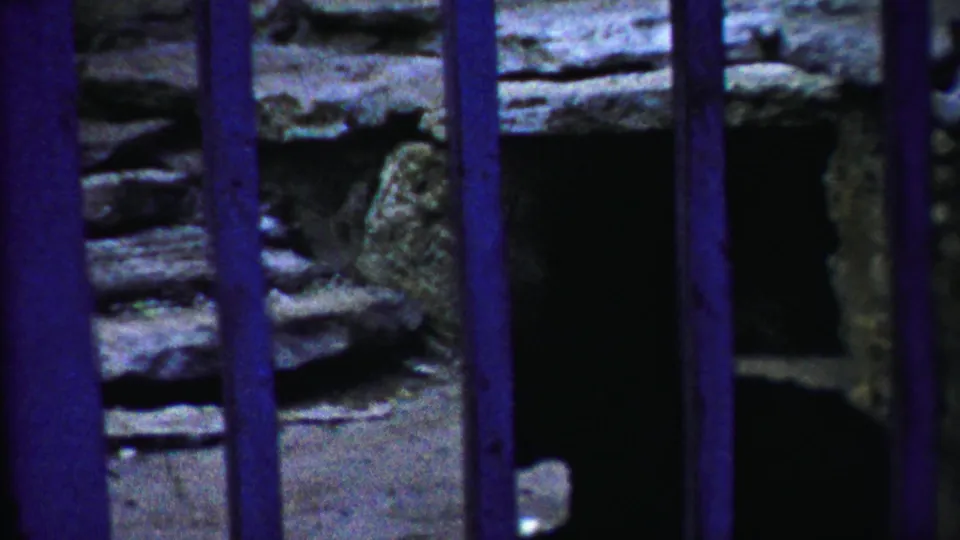 1958 Kansas 8mm frame with the deer partly obscured by purple bars beside a rough stone zoo enclosure wall.