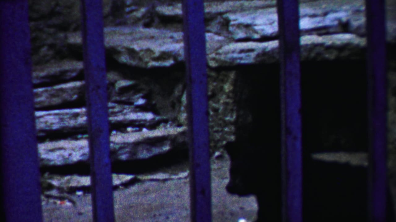 Dark bear behind blue-purple metal bars in front of a stone enclosure wall.