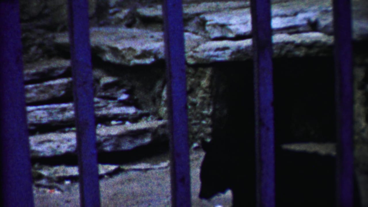 Bear partly hidden behind vertical bars near a dark opening in a stone wall.